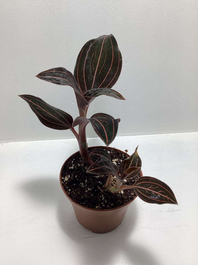 Ludisia discolor - Jewel Orchid — My Green Obsession 