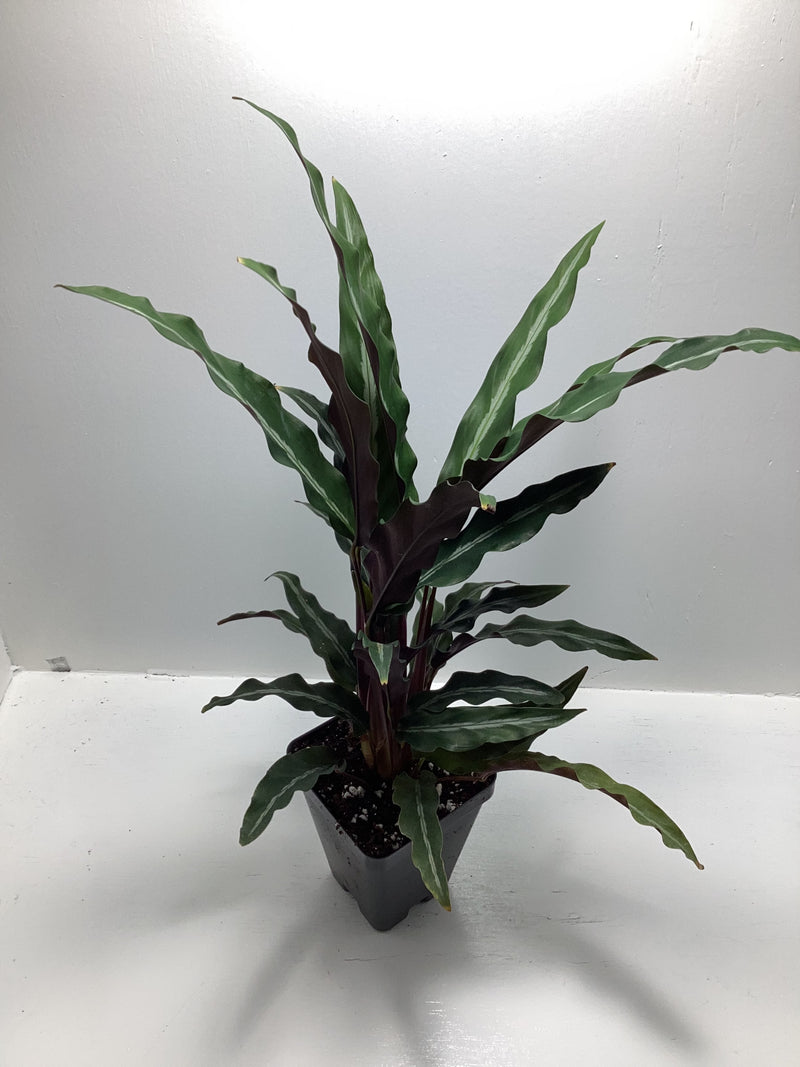 Calathea micans narrow — My Green Obsession 