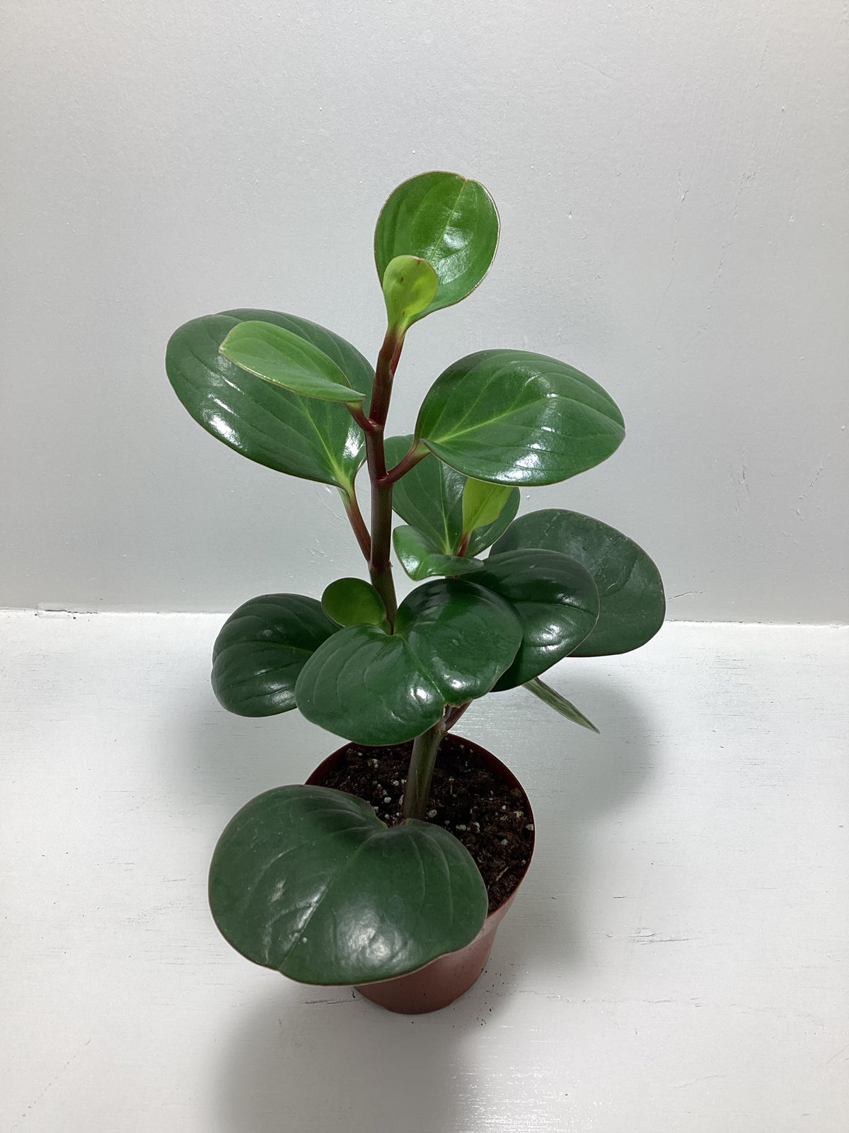 Peperomia obtusifolia aka “Baby Rubber Plant”