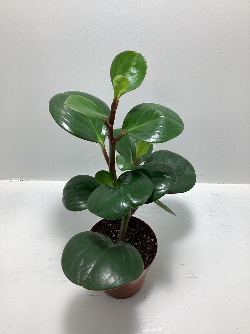 Peperomia obtusifolia aka “Baby Rubber Plant” — My Green Obsession 