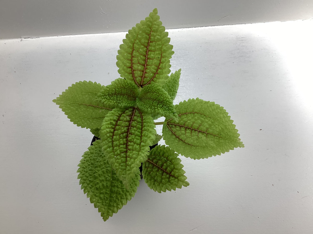 Pilea mollis - Pilea “Moon Valley”