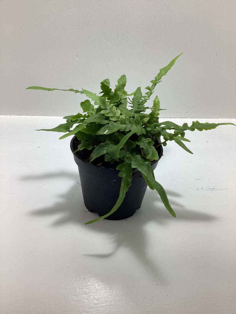 Asplenium ebenoides - Dragon’s Tail Fern — My Green Obsession 