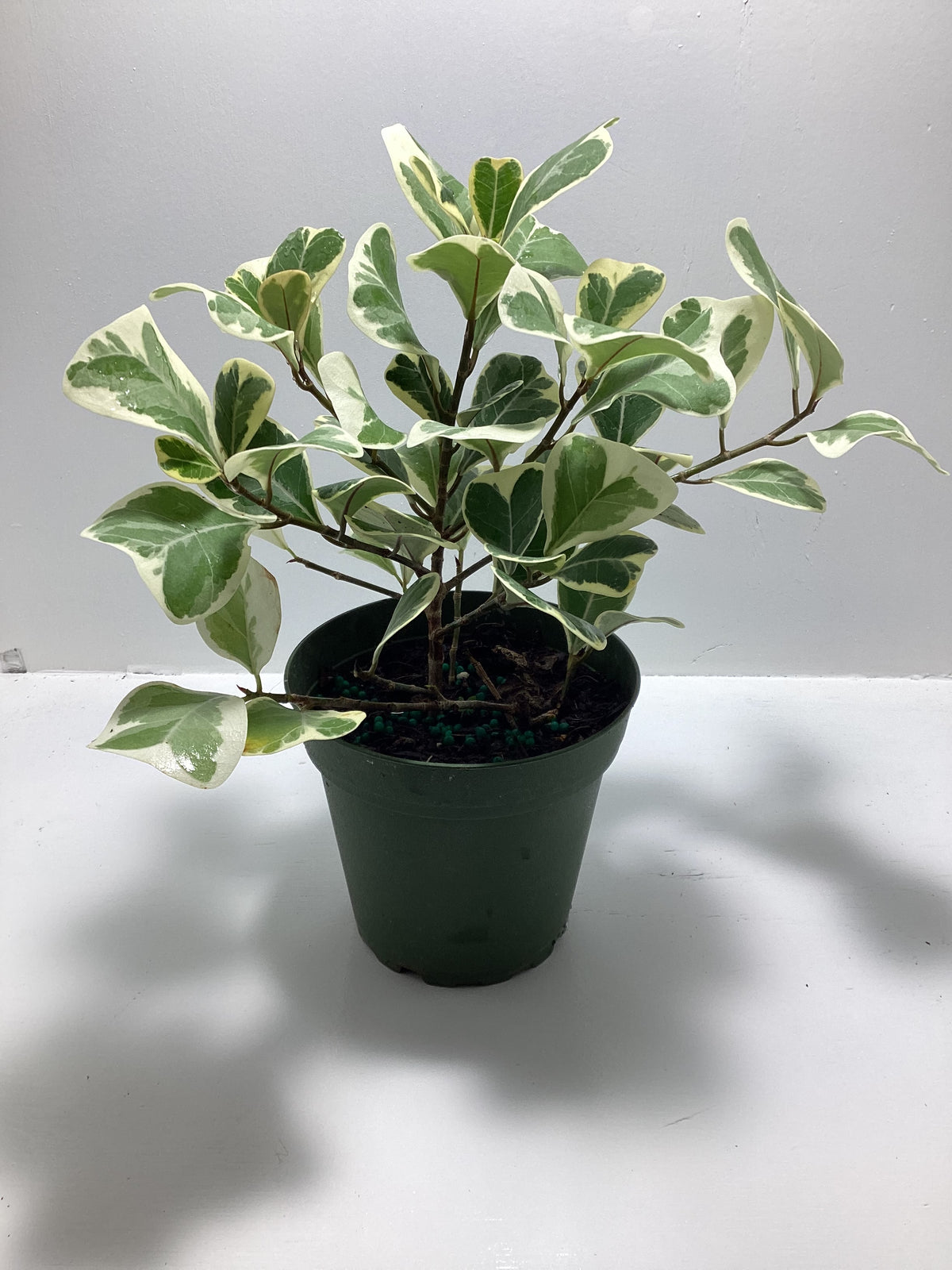 Ficus Triangularis variegated - houseplant