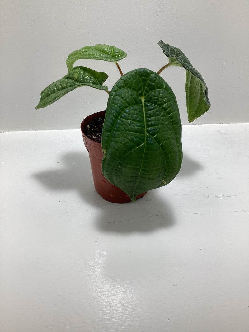 Piper parmatum - vivarium vining plant — My Green Obsession 