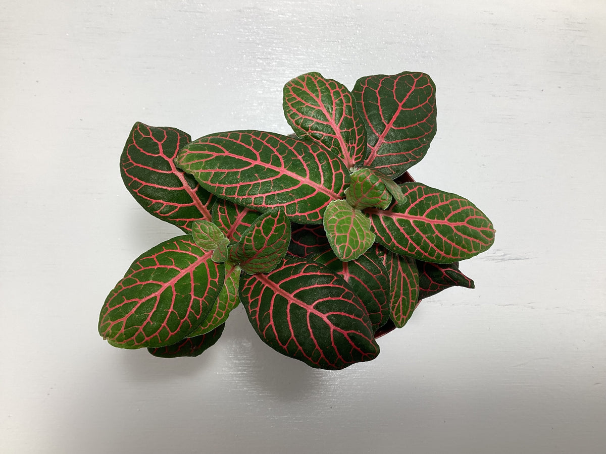 Red Fittonia verschaffeltii