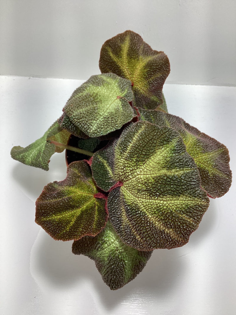 Begonia soli-mutatai - 4 inch pot — My Green Obsession 
