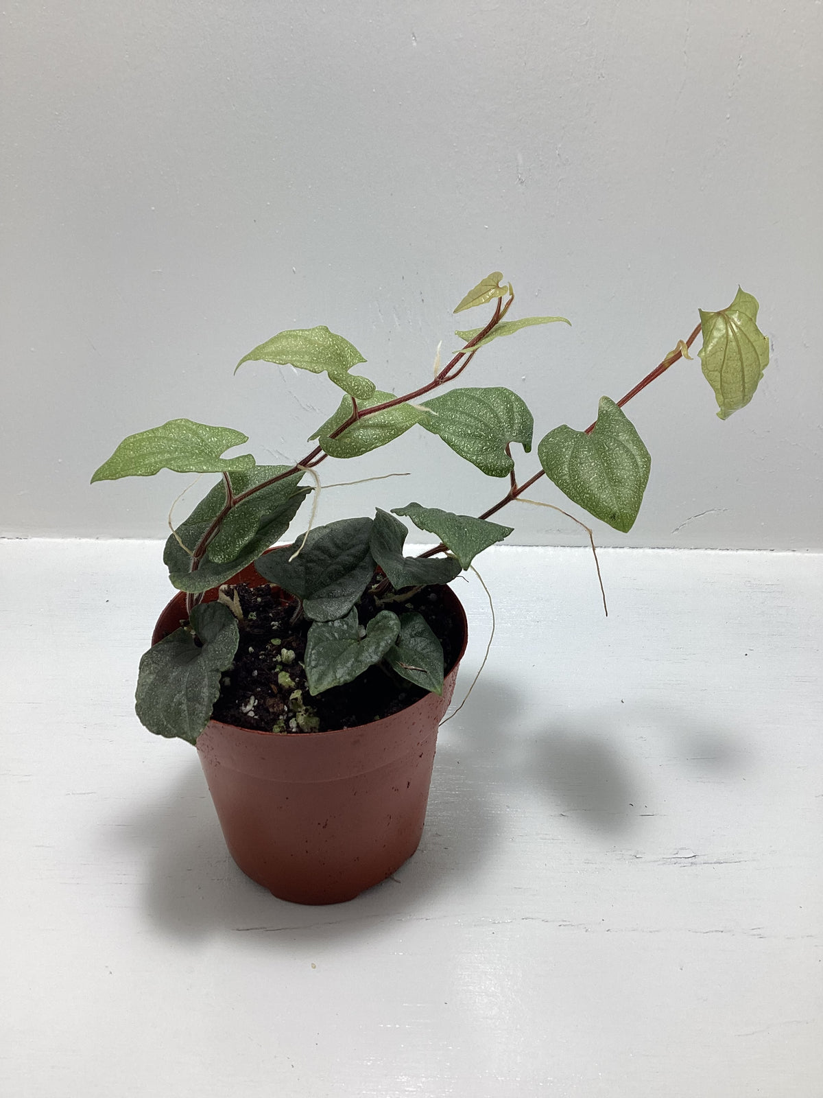 Piper ‘Silver Flecks’ - vivarium vining plant