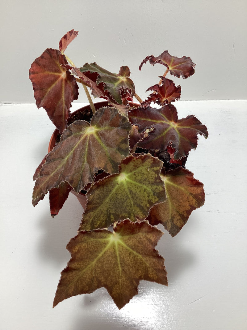 Begonia ‘Otono’ — My Green Obsession 