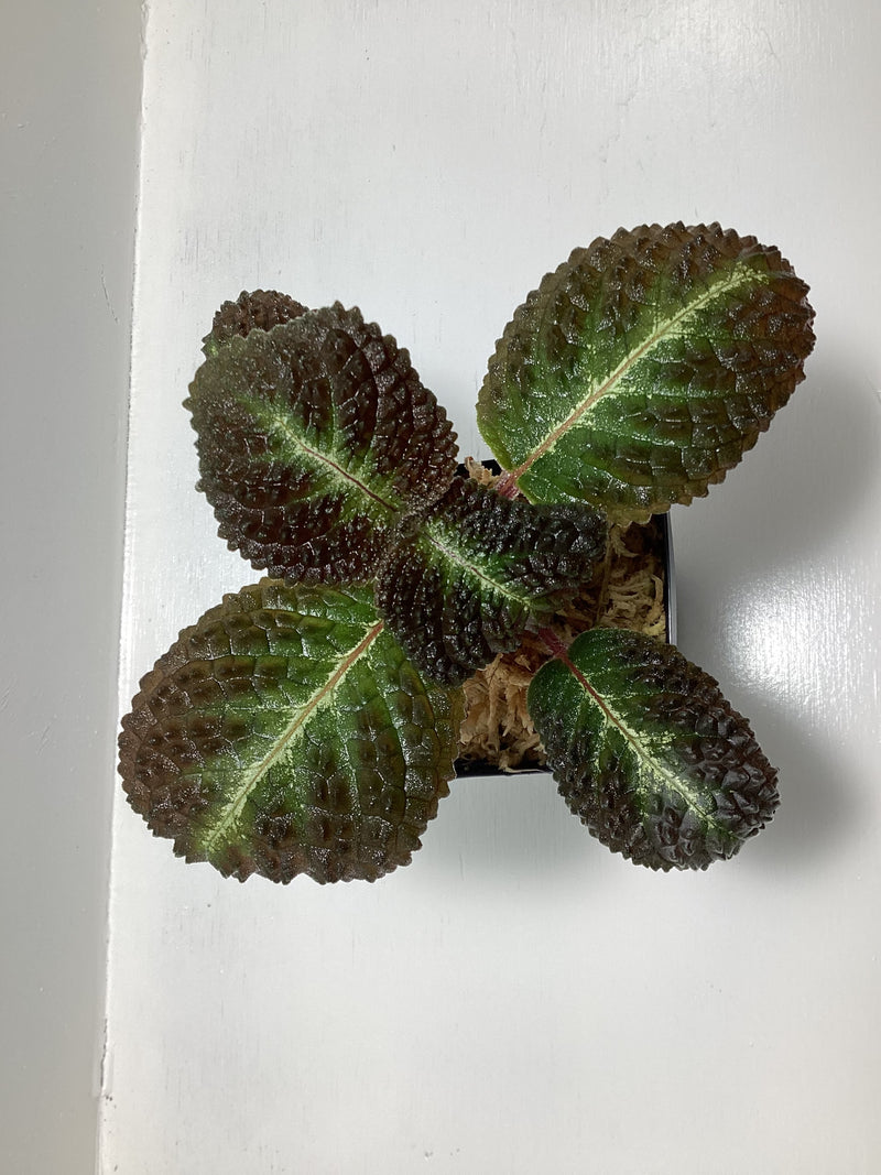 Nautilocalyx sp. aka Episcia hibrida ‘Taisha’ — My Green Obsession 