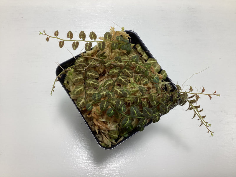Solanum sp. Ecuador — My Green Obsession 