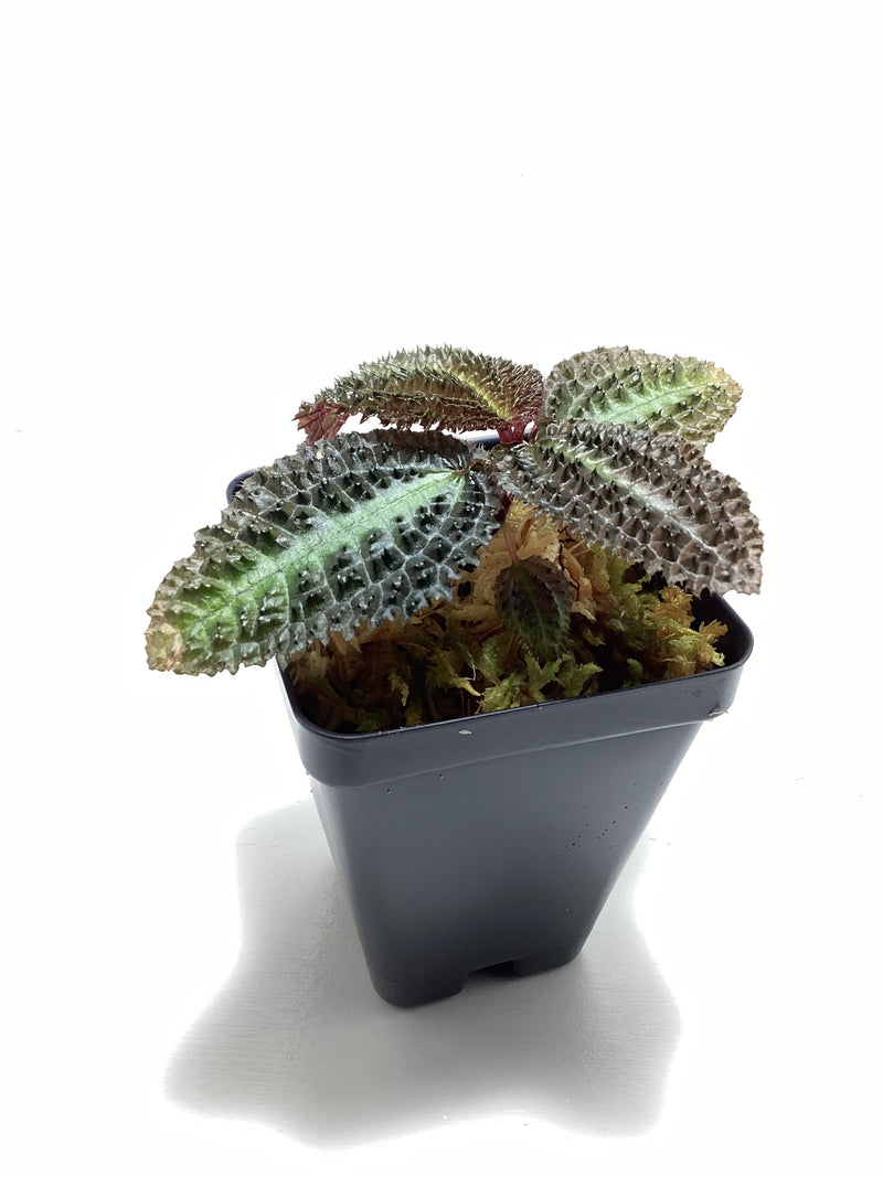 Triolena pustulata ‘Dark form’ — My Green Obsession 