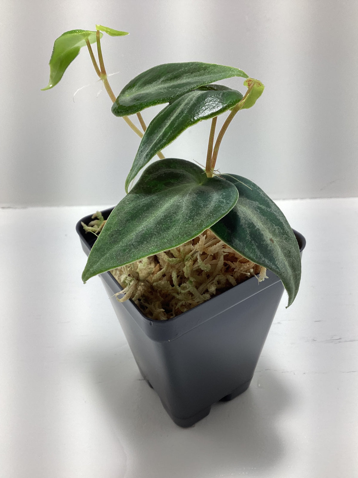 Peperomia eburnea
