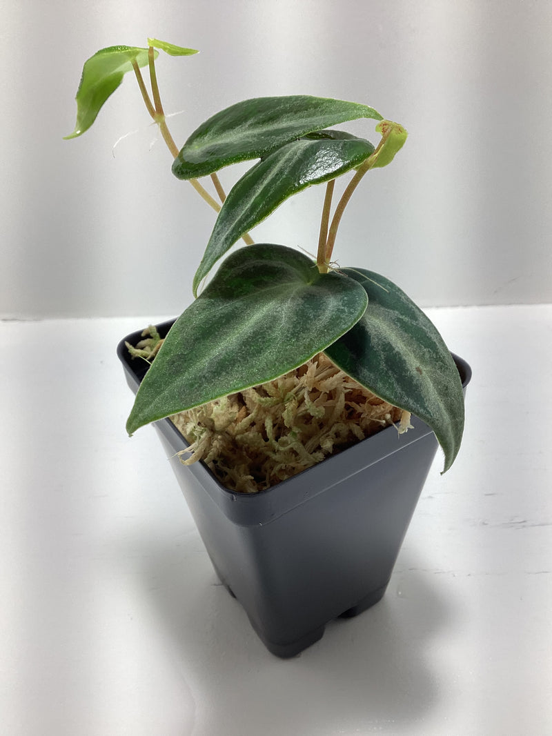 Peperomia eburnea — My Green Obsession 