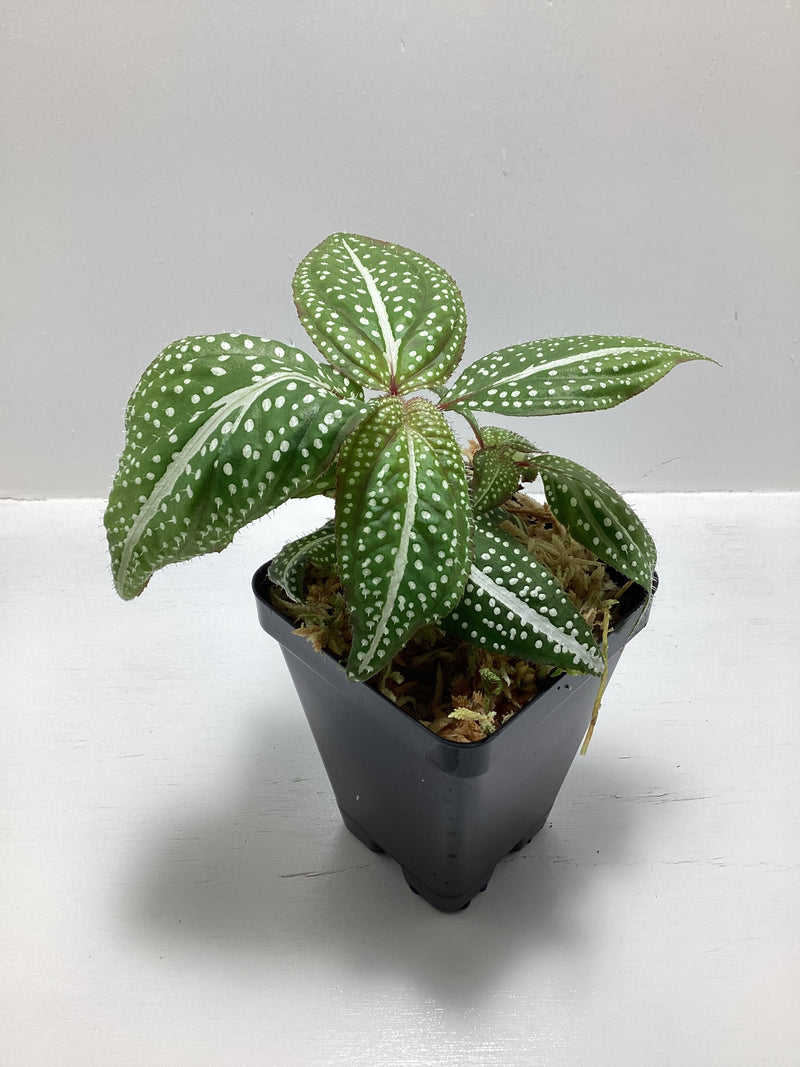 Sonerila ‘Green Spotted’ aka “Super Spot” — My Green Obsession 