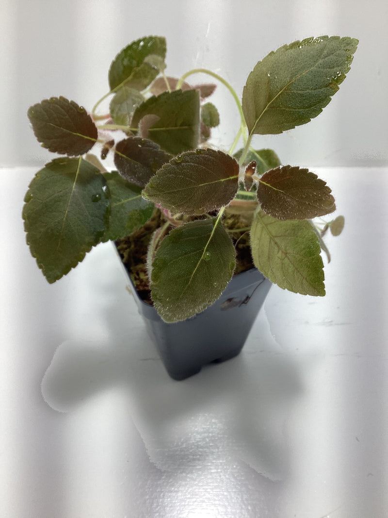 Paradrymonia basis — My Green Obsession 