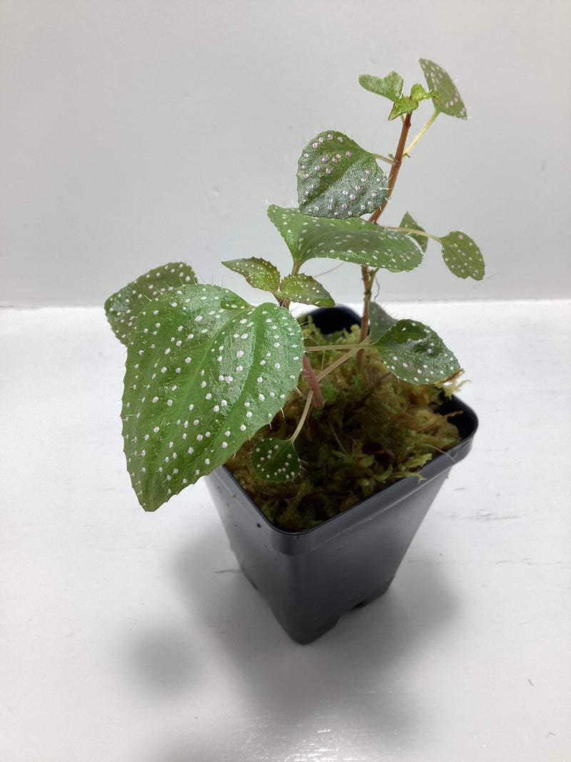 Calvoa sessiliflora — My Green Obsession 