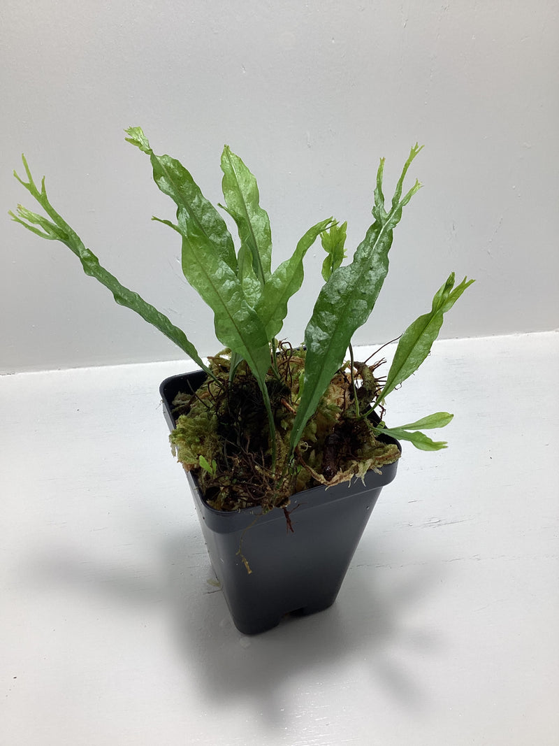 Microsorum pteropus ‘windelov’ aka Java Fern — My Green Obsession 