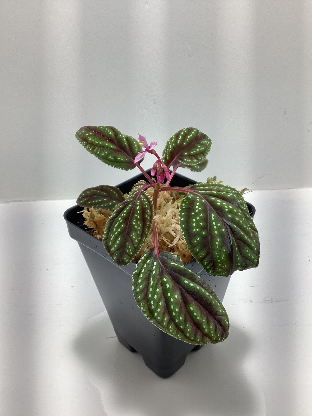 Sonerila sp. Renau Velvet White Spots