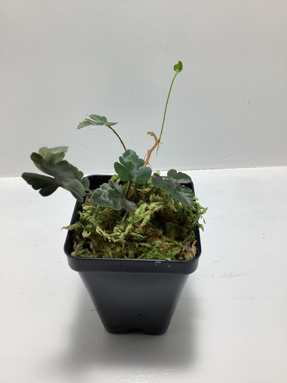Davallia repens