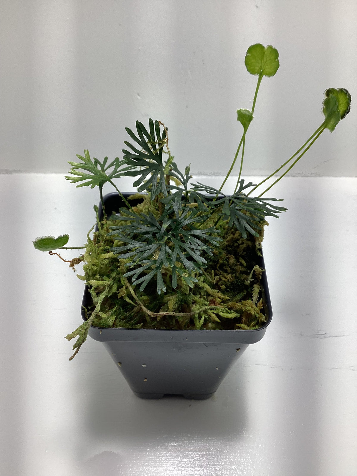 Elaphoglossum peltatum