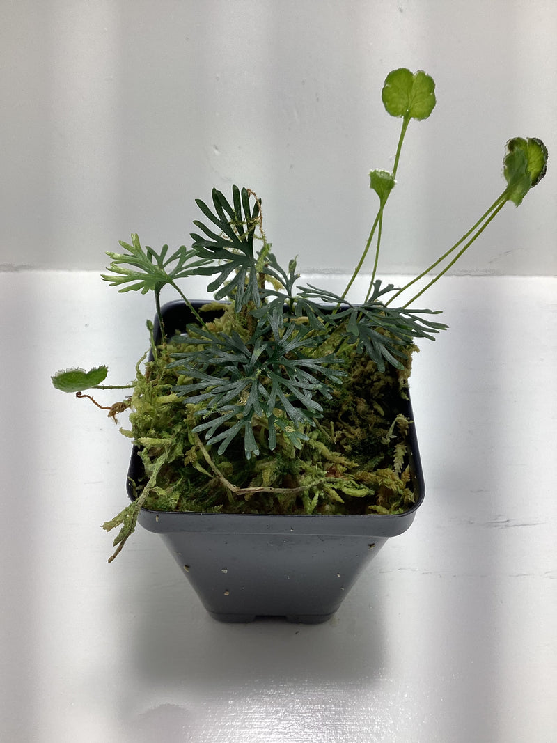 Elaphoglossum peltatum — My Green Obsession 