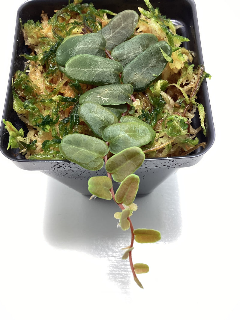 Marcgravia ‘Mini Melon’ — My Green Obsession 
