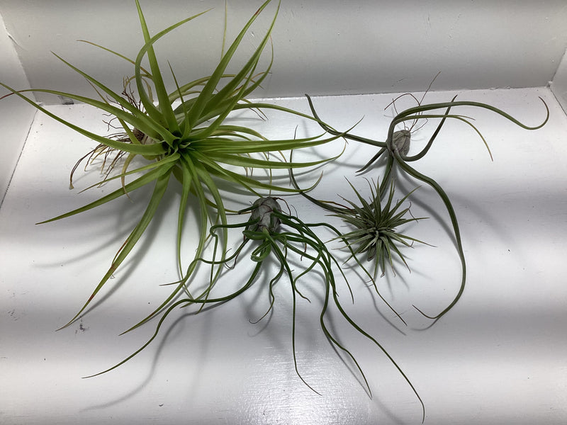 Tillandsia “Air Plant” assortment — My Green Obsession 