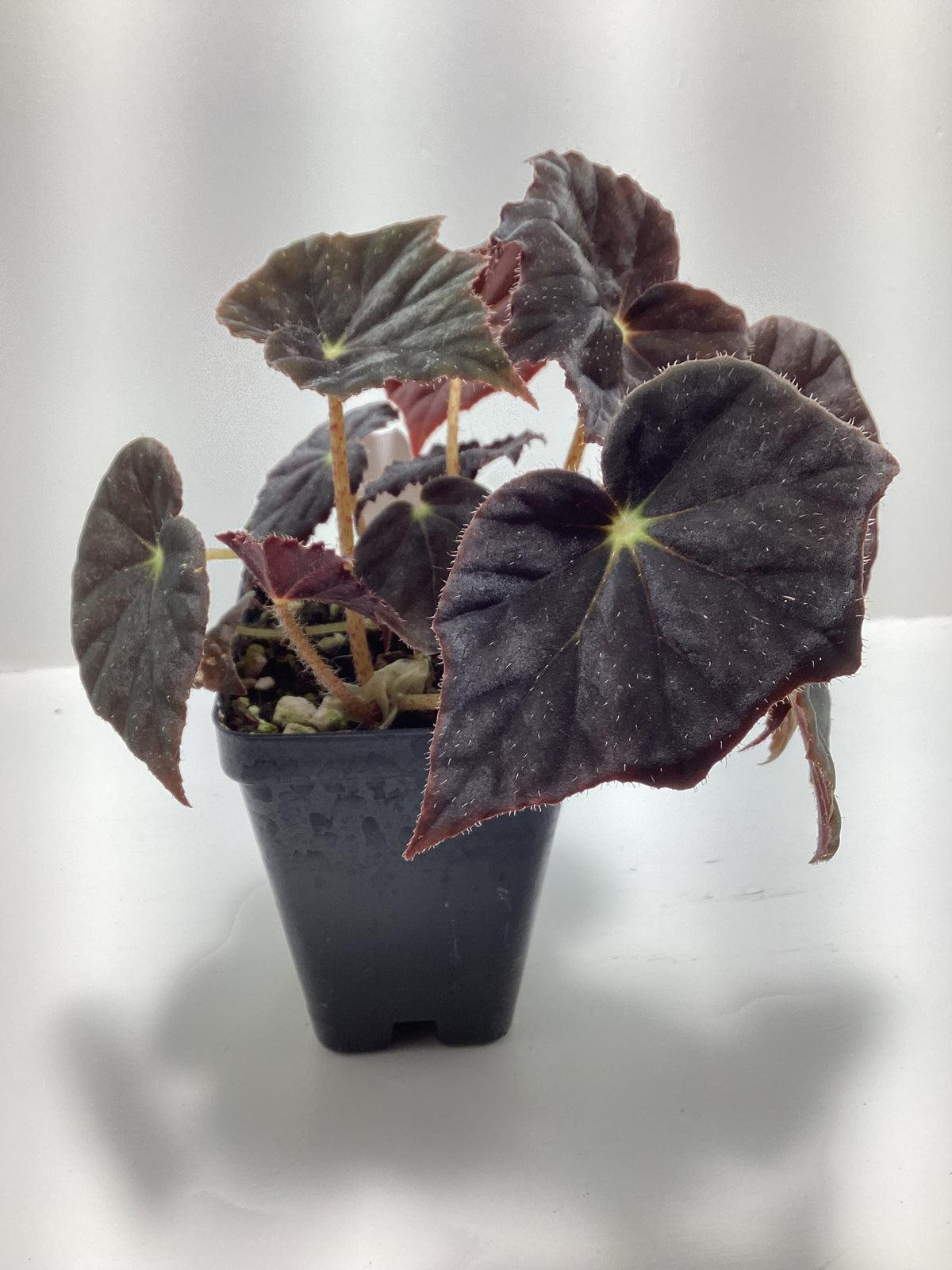 Begonia ‘Joe Hayden’