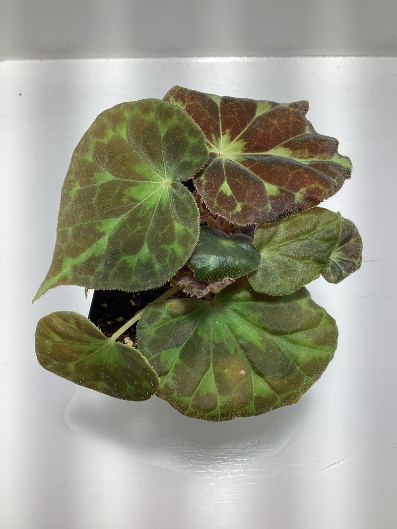 Begonia Barsalouxiae — My Green Obsession 