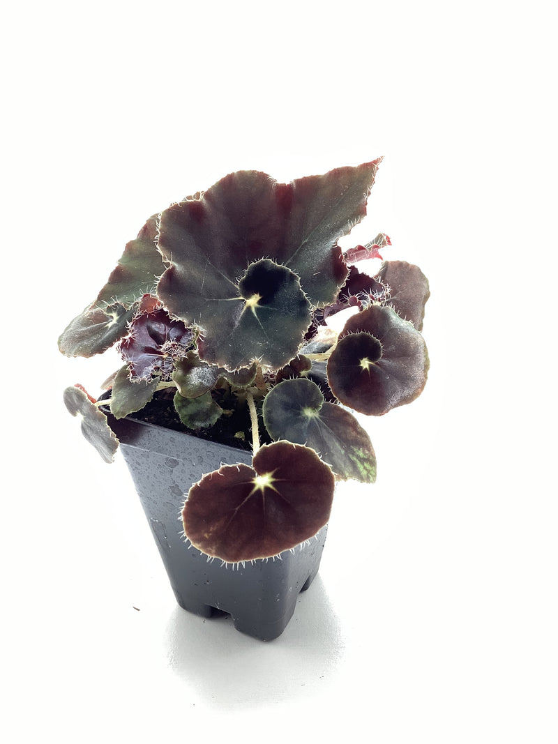 Begonia ‘Black Mamba’ — My Green Obsession 