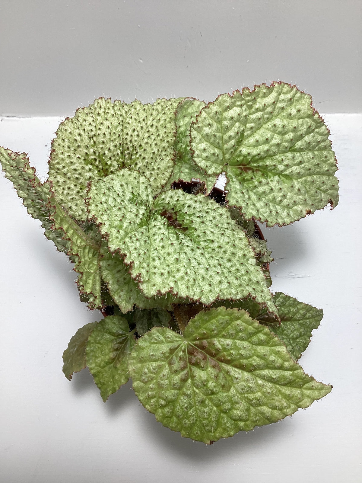 Begonia Masoniana ‘Tricolor’