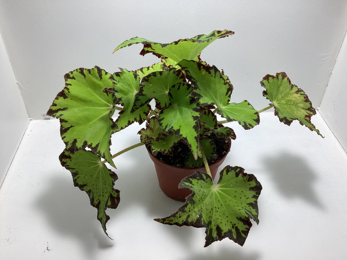 Begonia ‘Jive’