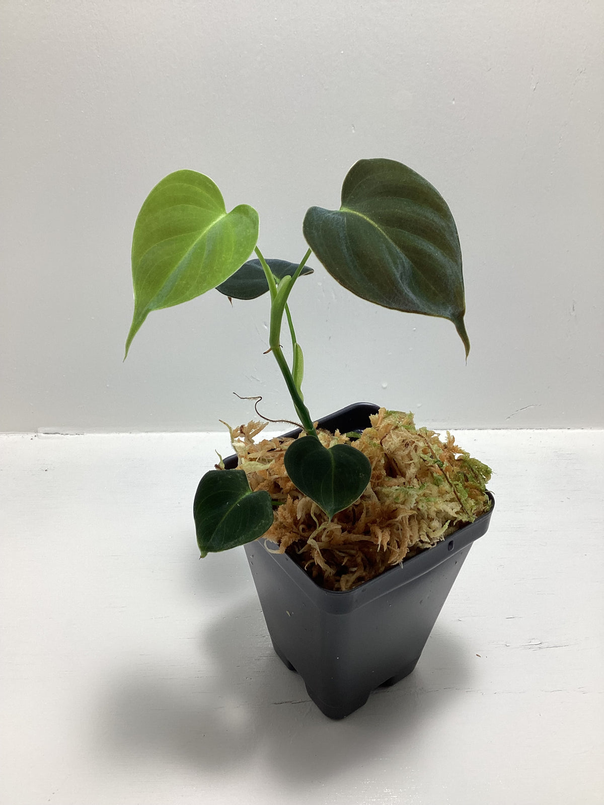 Philodendron lupinum