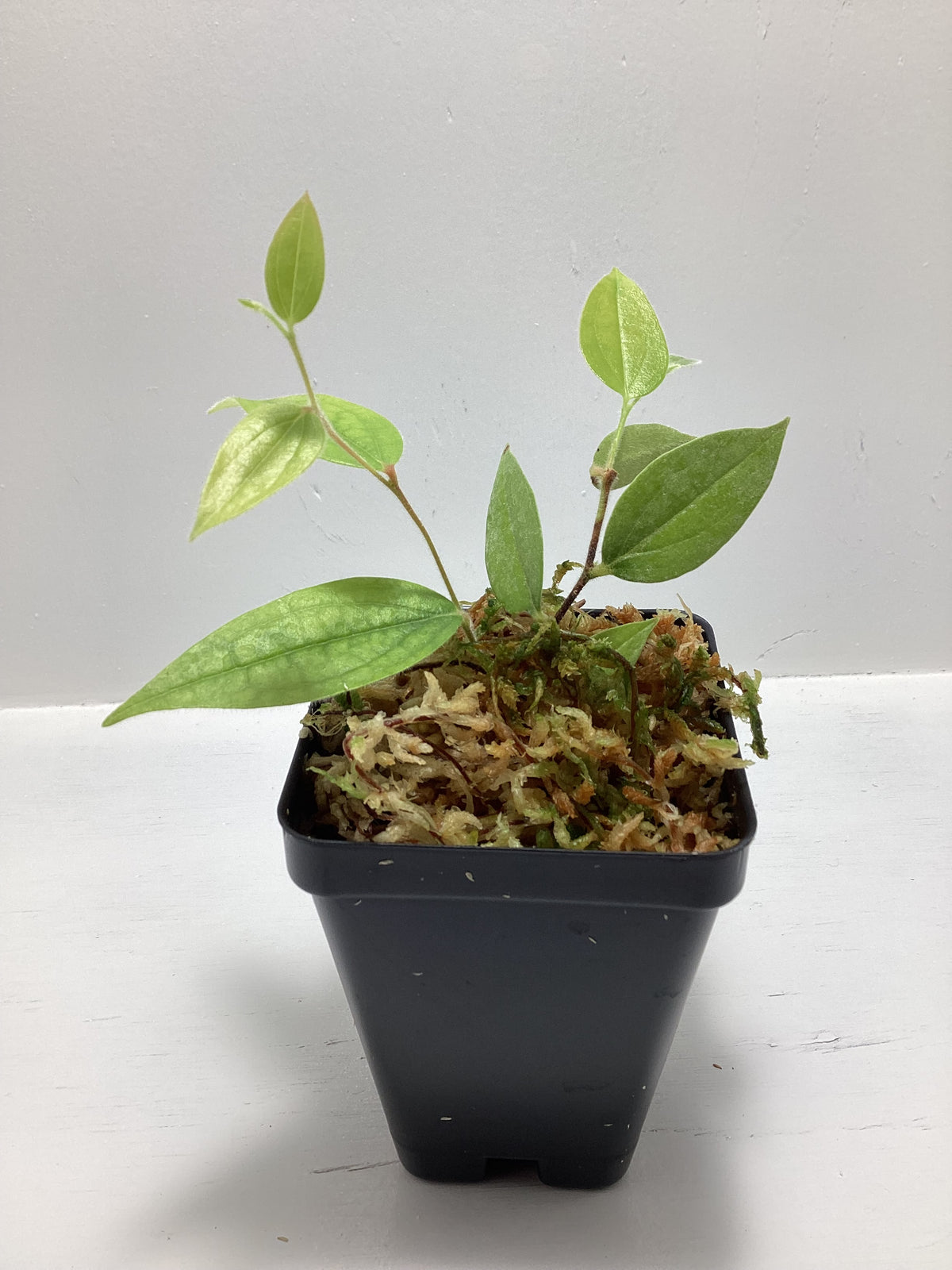 Ceratostema lanigerum “Epiphytic Tropical Blueberry”