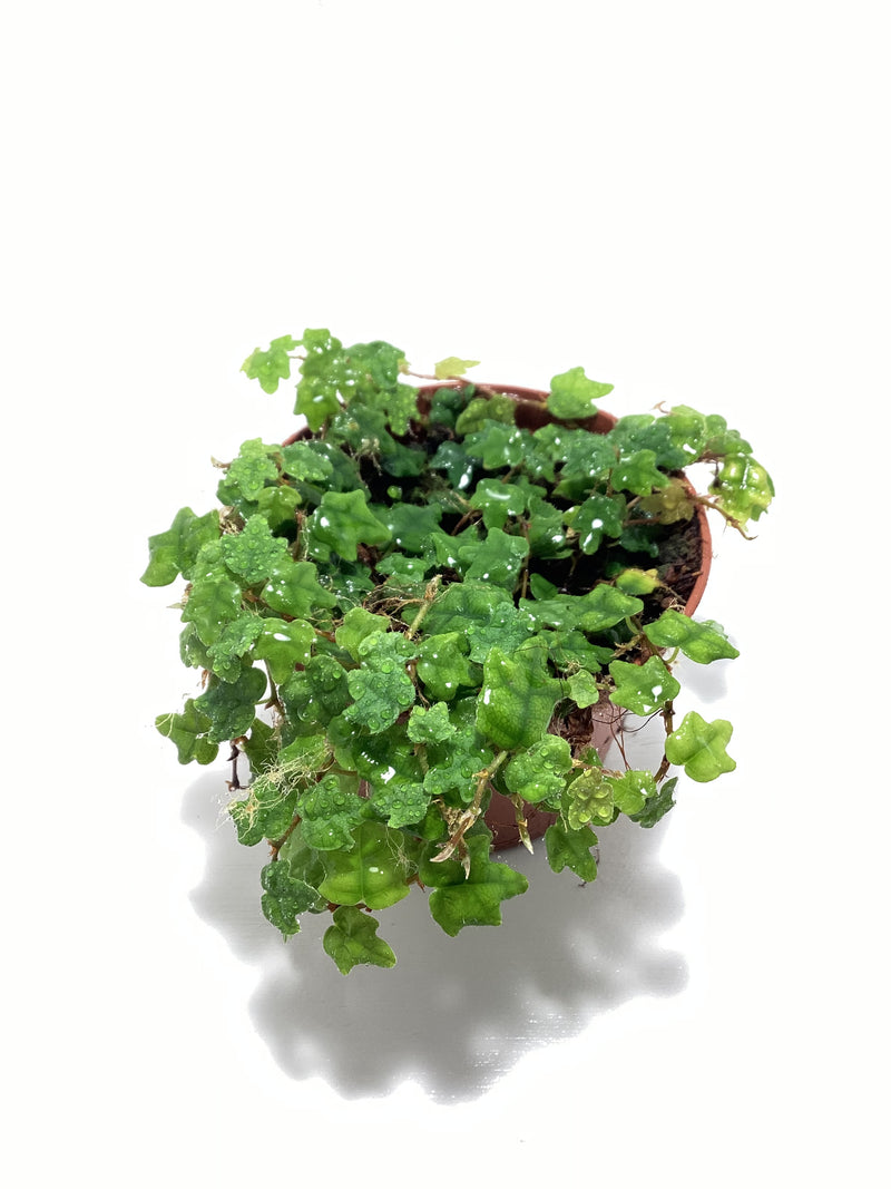 Ficus pumila Quercifolia aka “String of Frogs” — My Green Obsession 