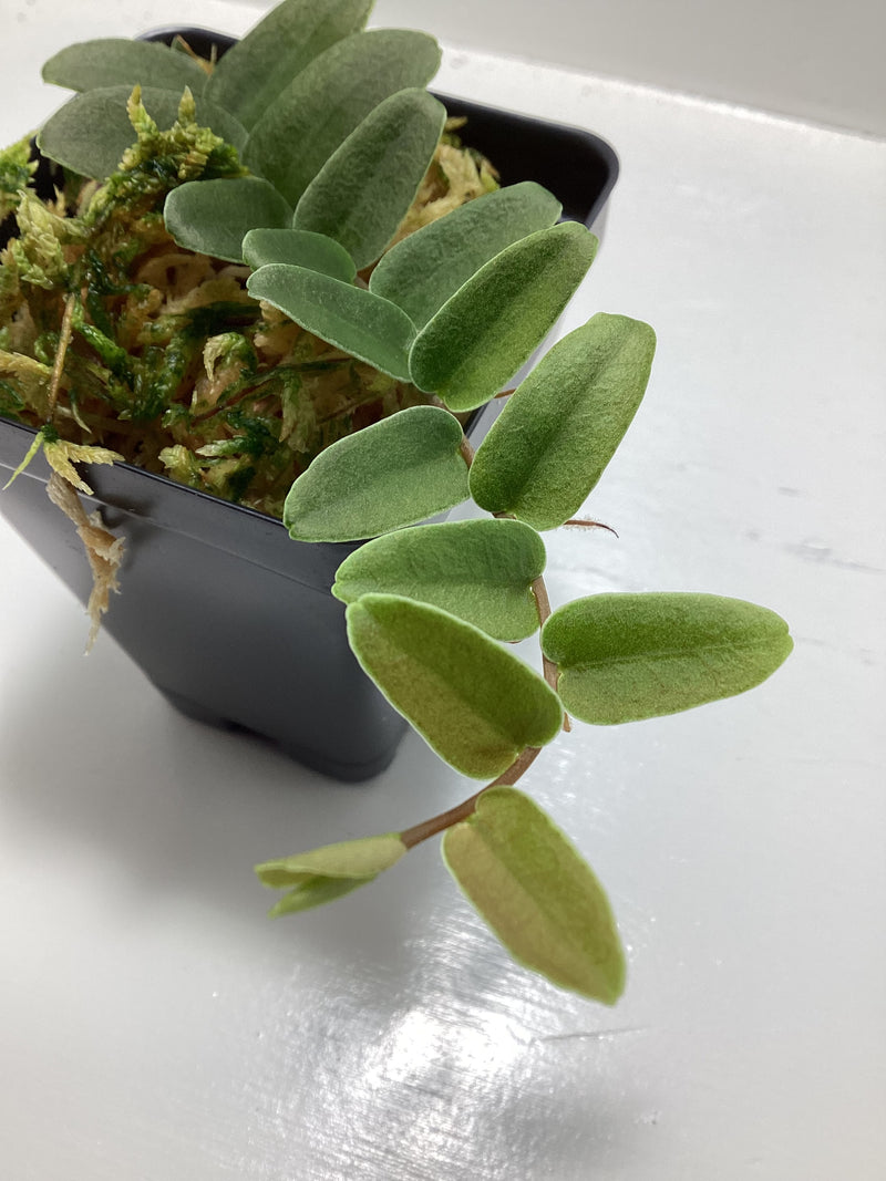 Marcgravia #19 — My Green Obsession 