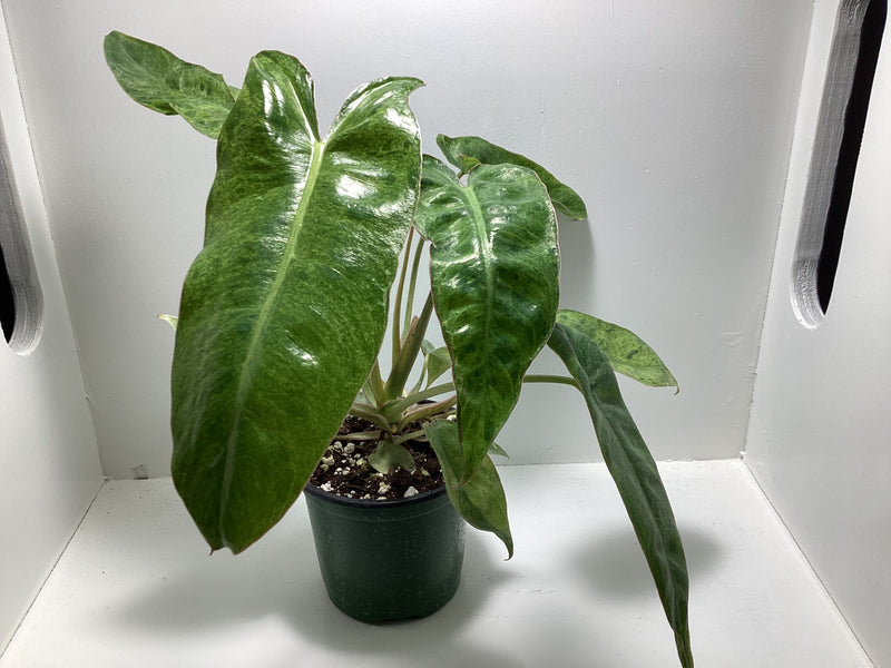 Philodendron ‘Paraiso Verde’ — My Green Obsession 