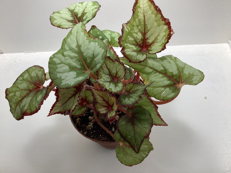 Begonia - flashy/unknown ID — My Green Obsession 