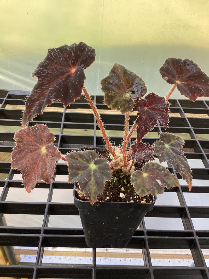 Begonia ‘Hallow’s Eve’ - 2.5 inch pot — My Green Obsession 