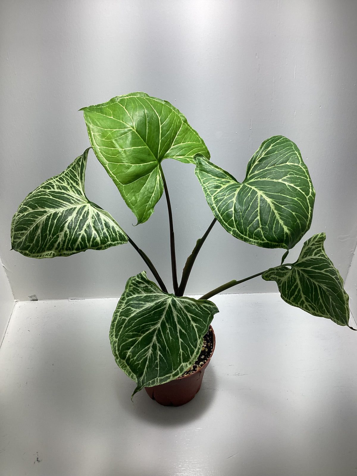 Syngonium ‘Batik’ - Arrowhead plant