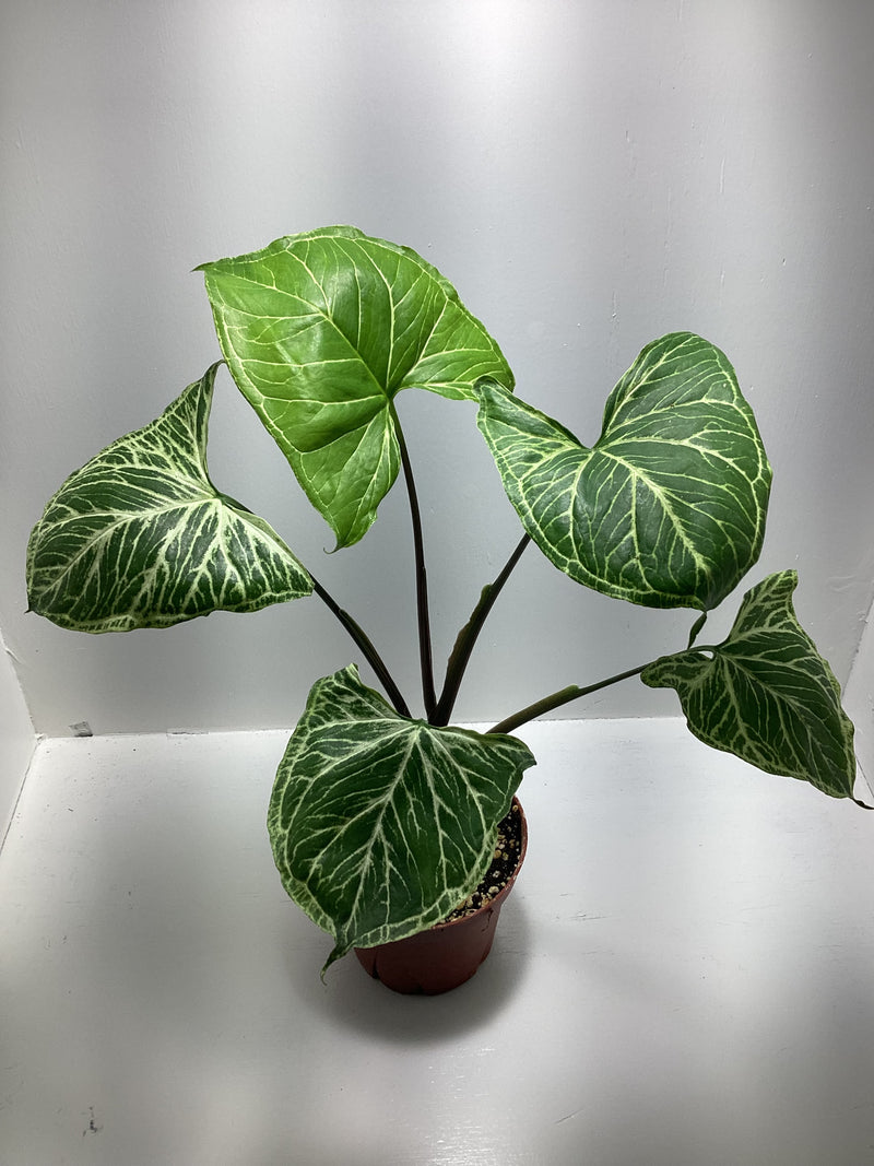 Syngonium ‘Batik’ - Arrowhead plant — My Green Obsession 