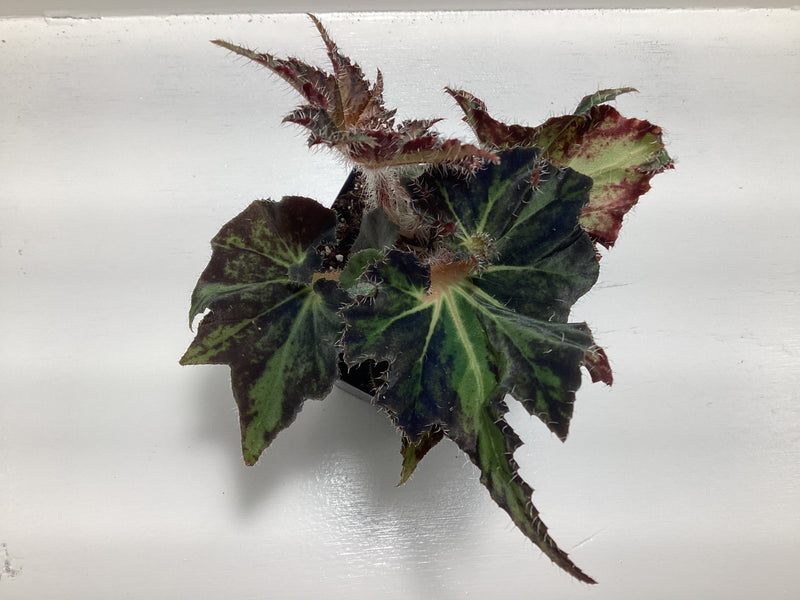 Begonia ‘Breakdance’ — My Green Obsession 