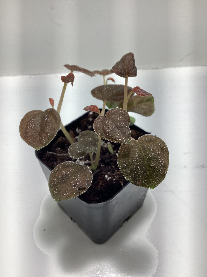 Peperomia antoniana - rambling terrarium/vivarium plant — My Green Obsession 