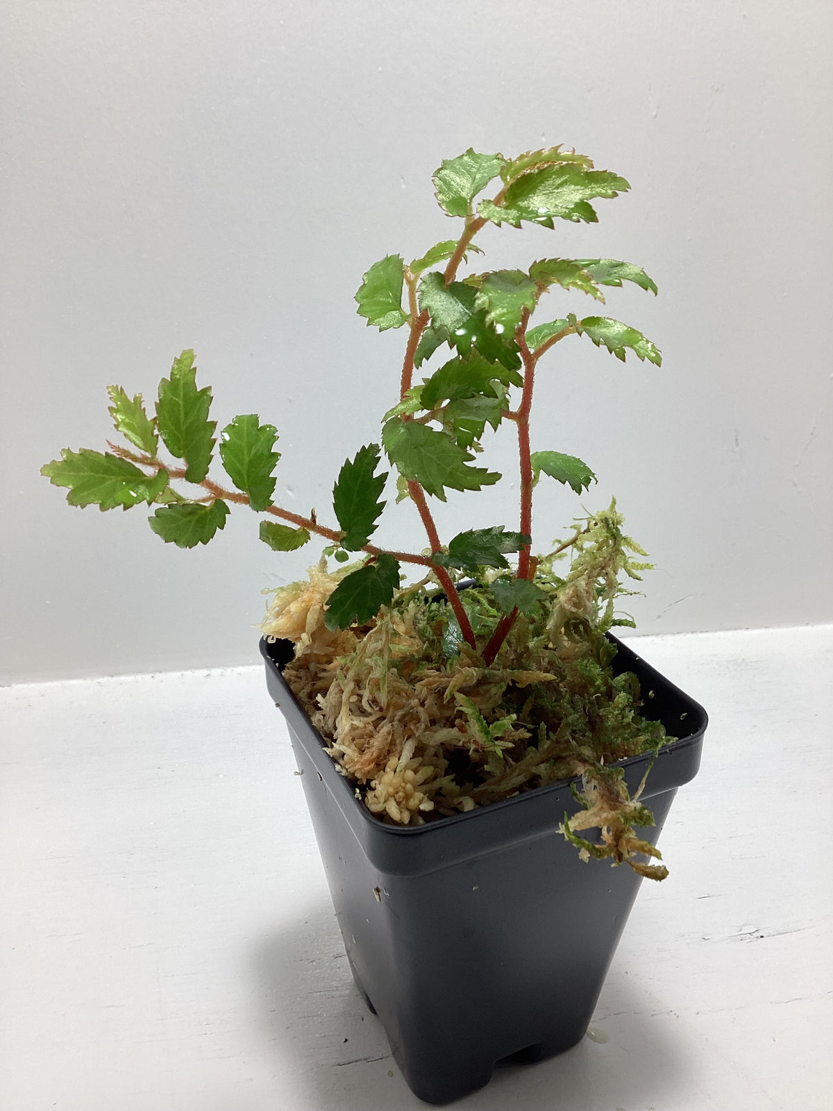 Begonia Minutifolia