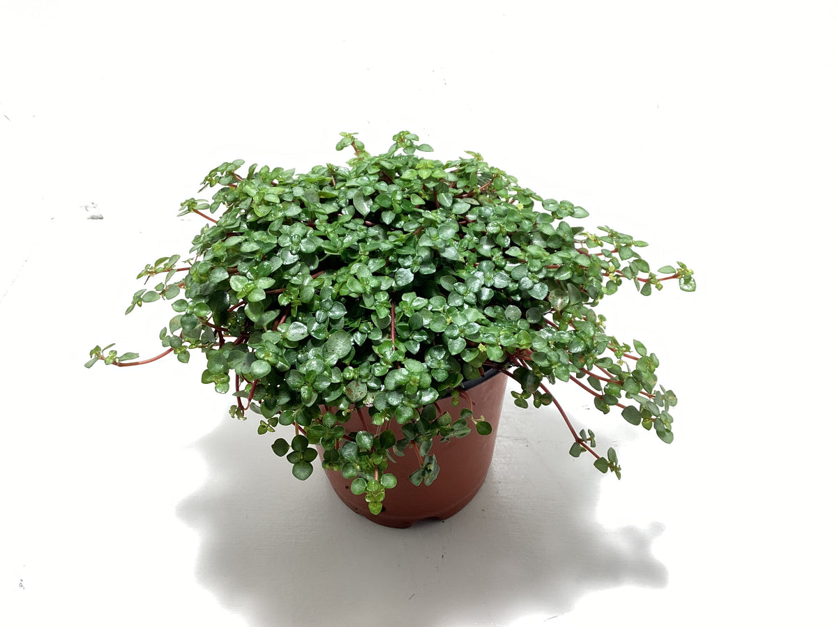 Pilea glauca aka “Baby Tears”