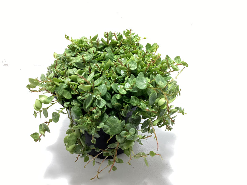 Peperomia prostrata aka ‘String of Turtles’ - 4 inch — My Green Obsession 