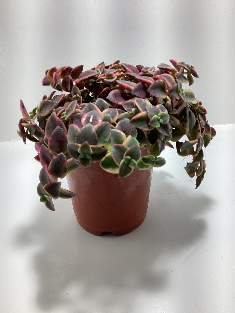 Crassula pellucida var. variegata aka “Calico Kitten” — My Green Obsession 