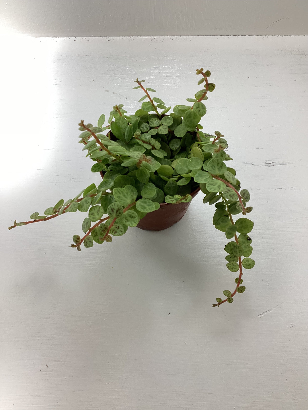 Peperomia prostrata aka ‘String of Turtles’