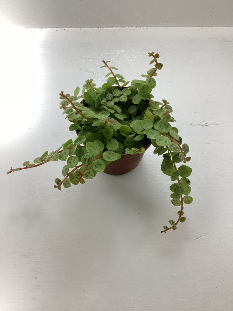 Peperomia prostrata aka ‘String of Turtles’ — My Green Obsession 