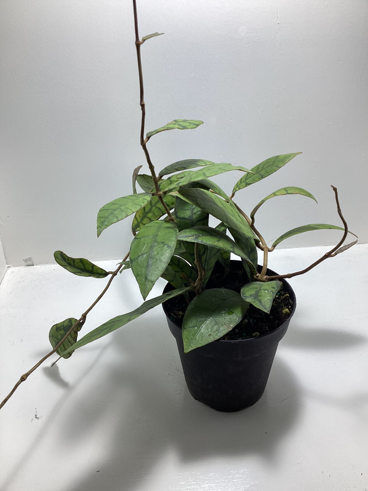 Hoya callistophylla
